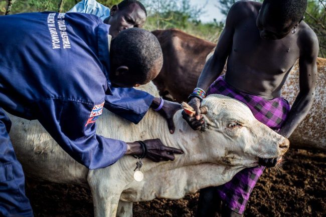 Mozambique : une mystérieuse maladie tue des centaines de bovins
