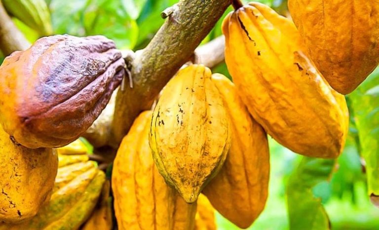 Les prix du cacao atteignent un niveau record après la sécheresse qui a frappé les récoltes