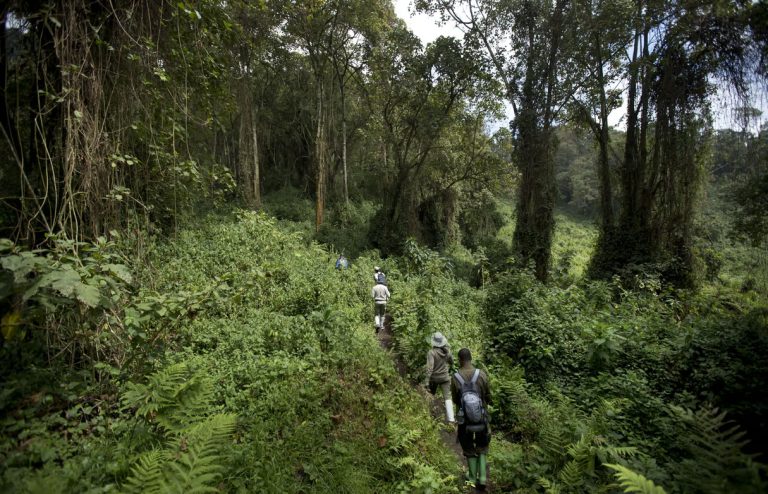 Rwanda le Parlement adopte un projet de loi restreignant l'abattage d'arbres