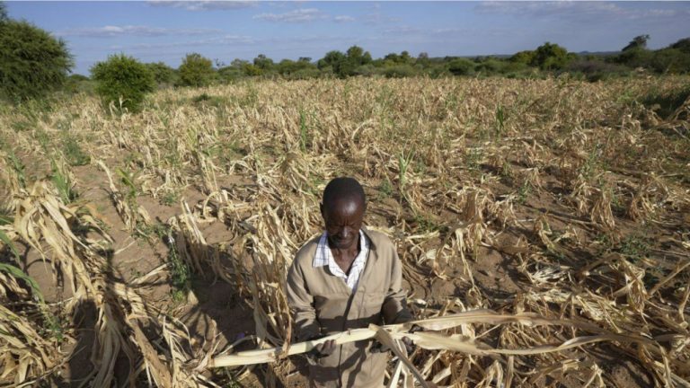 Le Zimbabwe déclare l'état de catastrophe suite à une grave sécheresse